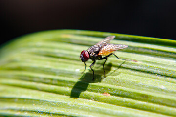 a fly sitting on a green leaf, macro shooting style