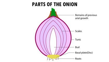 diagram of the parts of the onion