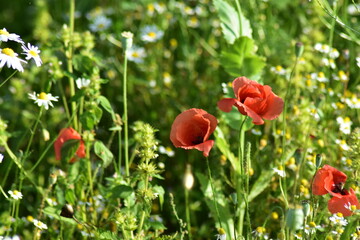 Werra-Meißner-Kreis-Natur-Landschaft-Blumen-Felder-Hessen-Deutschland
