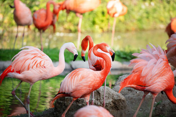flamingos walking in water with green grasses background.
