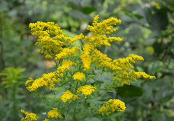 Solidago canadensis - Canadian goldenrod - Yellow summer flowers - 637005960