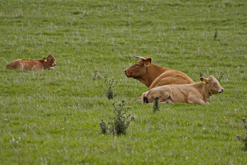 kuh, tier, bauernhof, rinder, gras, feld, elefantenkalb, wiese, ackerbau, weiß, gräser, bull, kuh, vieh, green, braun, melken, natur, säugetier, bäuerlich, käserei, ackerbau, tier, abgrasen, rind, küh