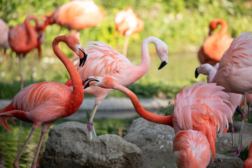 flamingos walking in water with green grasses background.