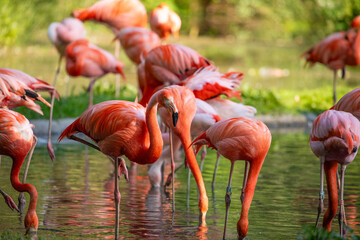 flamingos walking in water with green grasses background.