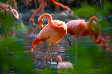 flamingos walking in water with green grasses background.
