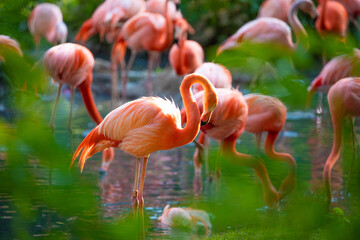 flamingos walking in water with green grasses background.
