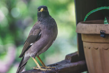 Common Myna flew to visit