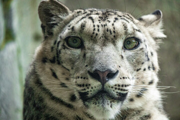 Big white Snow leopard lies with piercing yellow eyes