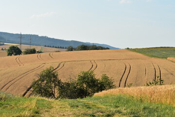 Fototapeta na wymiar Landschaften-Natur-Blumen-Wiesen-Felder