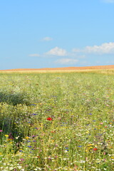 Werra-Meißner-Kreis-Natur-Landschaft-Felder-Blumen-Wald