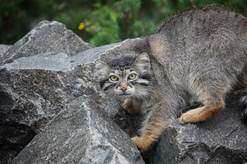 Pallas's cat Manul Otocolobus manul cute wild cat