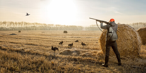 hunter shooting to the flying bird. Hunter with a gun hunting on black grouse in autumn season....