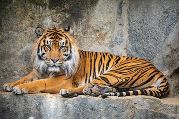 Portrait Royal Bengal Tiger. National Animal Bangladesh