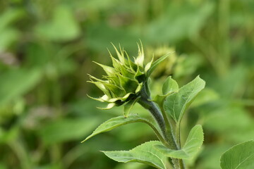 Natur-Sonneblumen-Felder-Sommer-Deutschland-Hessen-Werra-Meißner-Kreis-Hessisch-Lichtenau