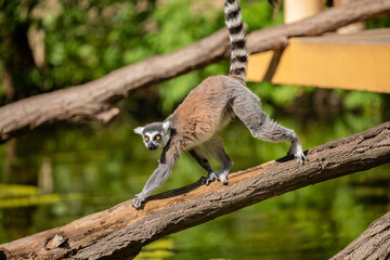 Ring-tailed lemur (Lemur catta) Berlin zoo