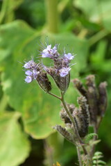 Natur-Sonneblumen-Felder-Sommer-Deutschland-Hessen-Werra-Meißner-Kreis-Hessisch-Lichtenau