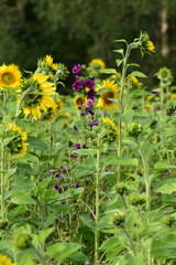 Natur-Sonneblumen-Felder-Sommer-Deutschland-Hessen-Werra-Meißner-Kreis-Hessisch-Lichtenau