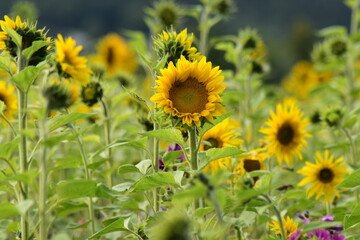 Natur-Sonneblumen-Felder-Sommer-Deutschland-Hessen-Werra-Meißner-Kreis-Hessisch-Lichtenau
