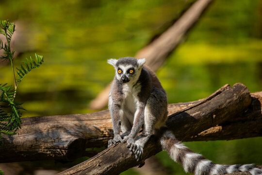 Ring-tailed lemur (Lemur catta) Berlin zoo