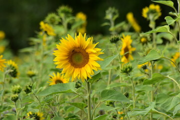 Natur-Sonneblumen-Felder-Sommer-Deutschland-Hessen-Werra-Meißner-Kreis-Hessisch-Lichtenau