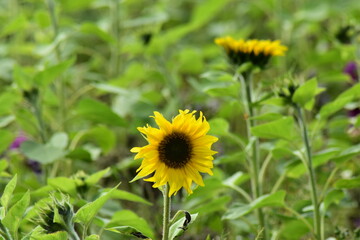 Landschaften-Natur-Blumen-Wiesen-Felder