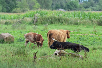 Tiere-Kühe-Rind-Felder-Wiese