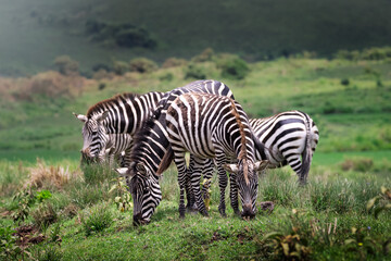 Fototapeta na wymiar A herd of wild zebra in the savannah in the Serengeti National Park, Tanzania, Africa 