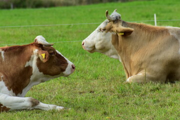 Tiere-Kühe-Rind-Felder-Wiese