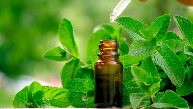 Peppermint essential oil drops in a bottle. Selective focus.