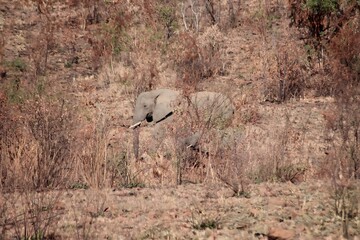Elephant walking throu dry bushes 