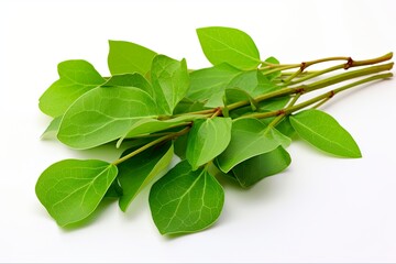 Cinnamomum Camphora Leaf. Herbal Medicine for Natural Aromatherapy and Holistic Health: Generative AI - obrazy, fototapety, plakaty