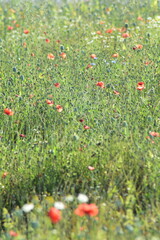 Natur-Sonneblumen-Felder-Sommer-Deutschland-Hessen-Werra-Mei&szlig;ner-Kreis-Hessisch-Lichtenau