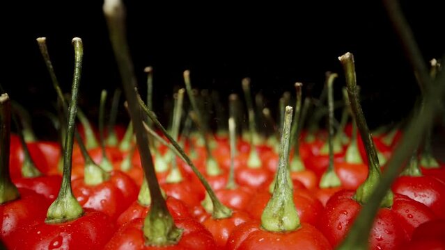 Rows of red mini peppers of The Star of Turkey variety are lined up on the table, and water droplets are falling onto them in slow motion macro.