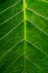 Green leaf texture background close up. Natural pattern and texture of leaf.  Tropical plant
