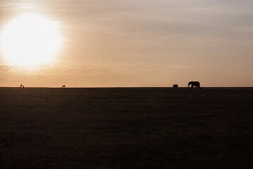 Fototapeta na wymiar Sunset in the wilderness of Kenya