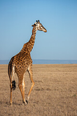 African wildlife in Kenya - Giraffe in the wild