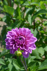 Obraz premium *Dahlie*