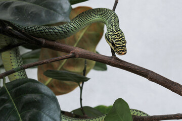 Close up green snake or Chrysopelea ornata on tree