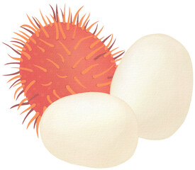 Rambutan Watercolor