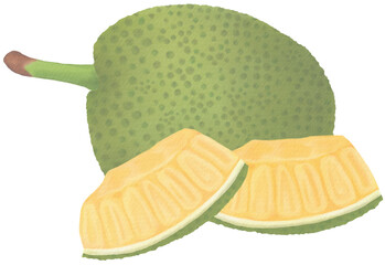 Jackfruit Watercolor