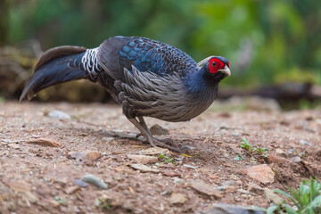 Kalij pheasant (Lophura leucomelanos hamiltoni ) Male at Sattal, Uttarakhand, India
