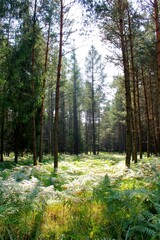 Promienie słońca padające na polanę w lesie