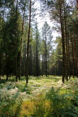 Fototapeta premium Promienie słońca padające na polanę w lesie