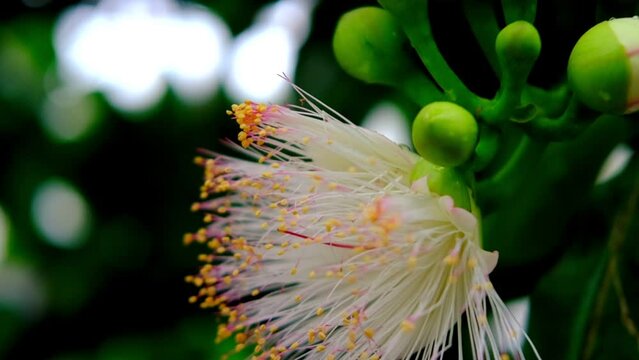 Albizia lebbeck, siris tree from mimosa family, common in India, Burma and Andaman Islands, East Indian walnut, plant of ayurveda and medicine