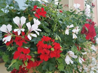 rote und weiße Geranien, Nahaufnahme