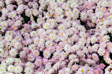 Beautiful pink chrysanthemum background, Top view and flower