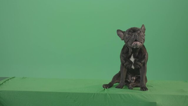 French bulldog in sitting pose barking isolated on green screen 4K Video Footage