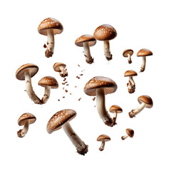 Shiitake mushroom, fungi, isolated icon, realistic, photo, 3d 