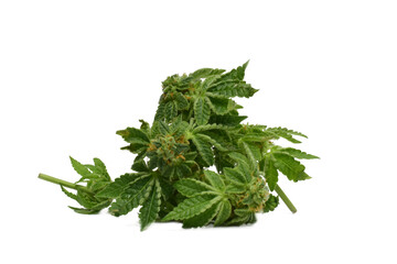 Marijuana leaf and green marijuana flower on transparent background .png transparent background image. cannabis leaf illustration