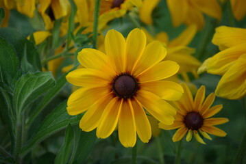 Rudbeckia jaune en été